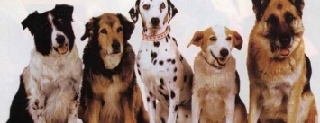 ТОП - 5 любимых собак николаевцев