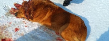 В Днепре дети нашли собаку со следами огнестрельных ранений