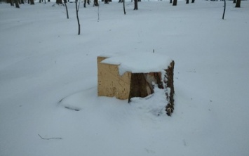 Почему в "Дубовке" вырубают деревья (ФОТО)