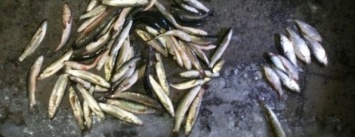 В Мариуполе на выходных браконьеры наловили рыбы на 67 тысяч гривен (ФОТО)