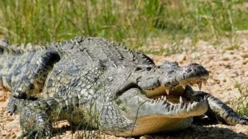 В брюхе 6-метрового крокодила нашли человеческие конечности