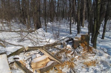 В Святогорске полиция поймала нелегального лесоруба