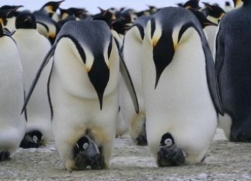 В Антарктиде обнаружили "суперколонию" из 1,5 млн пингвинов