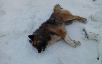Вниманию владельцев собак: на поселке Котовского разбросан крысиный яд
