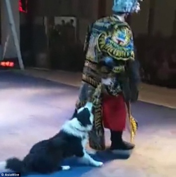 В Китае собака выбежала на сцену и вцепилась в оперного певца