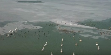 Замерзшее Азовское море на запорожском курорте облюбовали утки с лебедями (Видео)