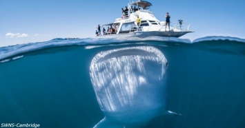 Гигантская китовая акула чуть не съела туристов вместе с их лодкой! Вот как все было