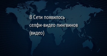 В Сети появилось селфи-видео пингвинов (видео)