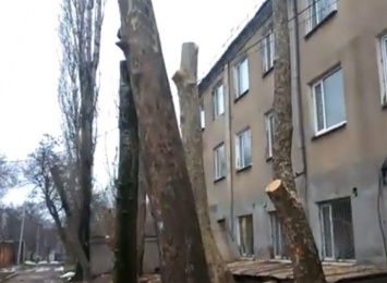 Николаевцы пожаловались на варварскую обрезку деревьев