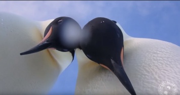Двое пингвинов в Антарктиде сделали селфи: видео