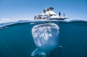 Гигантская китовая акула едва не потопила катер с туристами. Фото