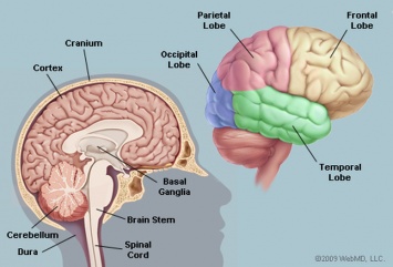 Обнаружены новые особенности работы мозга, связанные с процессом обучения