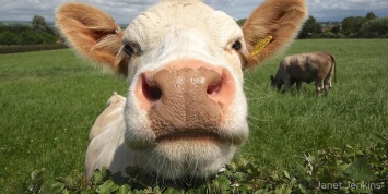 В России планируют вывести гипоаллергенную корову