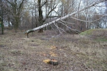 На Херсонщине от рук браконьеров пострадали древние деревья
