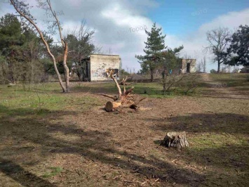 Николаевцы просят Казакову высадить сосны вместо выкорченных в парке «Лески»