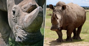 Умер последний белый носорог-мужчина на Земле. Целому виду - конец