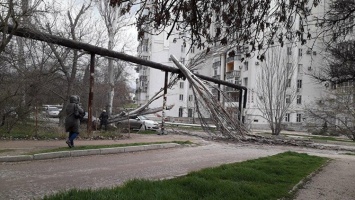 В Севастополе ветер валил деревья