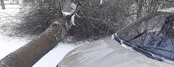 В Николаеве перед капотом припаркованного во дворе автомобиля рухнуло дерево, - ФОТО