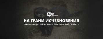 На грани исчезновения: вымирающие виды животных Киевской области