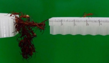Как муравьи строят МОСТЫ - невероятные кадры