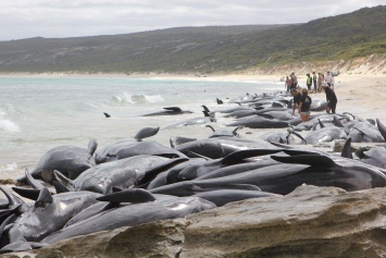 В Австралии 150 черных дельфинов выбросились на берег, выжили только 15