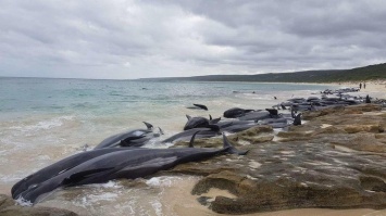 Более 150 дельфинов выбросились на берег (фото)