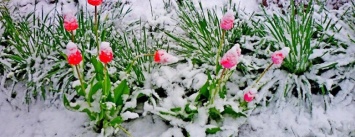 В Украину пришла весна с капризным теплом: синоптики уточнили прогноз на неделю