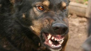 В Донецке бродячие собаки напали на движущийся автомобиль
