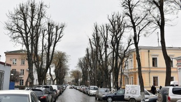 Обрезать деревья нужно с целью - эксперт