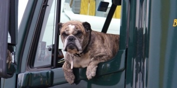 Половина американцев не заботится о безопасности собак в машине