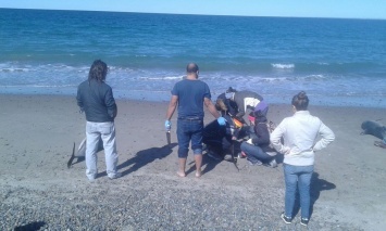 В Аргентине на берег выбросились 68 дельфинов