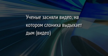 Ученые засняли видео, на котором слониха выдыхает дым (видео)