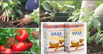 13 идей о том, как использовать соду в своем домашнем саду