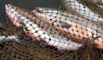 В Бахмуте рыболов должен заплатить более 4 тысяч гривен штрафа