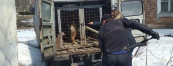 В Горловке тем, кто подкармливает бездомных собак, грозят штрафы