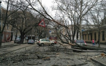 В Одессе упало дерево (ФОТО)