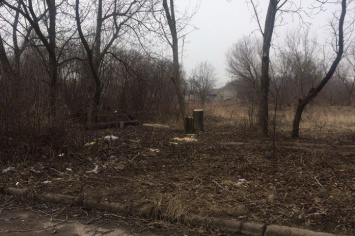 В Донецке для отопления домов рубят деревья (фото)