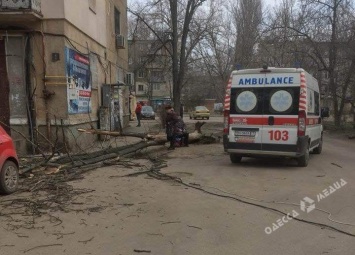 Из-за сильного ветра в Одессе упало несколько деревьев: есть пострадавшие (фото)