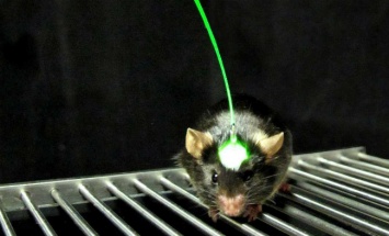 В Корее ученые создали дистанционно управляемых мышей