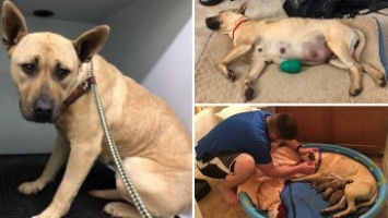 Мужчина спас собаку от усыпления, но не подозревал, что на самом деле спас целых семь собак