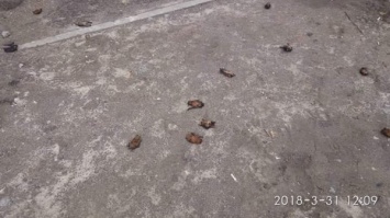 В Днепре убили сотни летучих мышей
