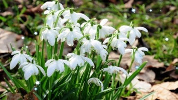 Днепровцев призывают защитить первые весенние цветы