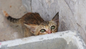 Житель Запорожской области убил котенка об балконную дверь - дело передали в суд