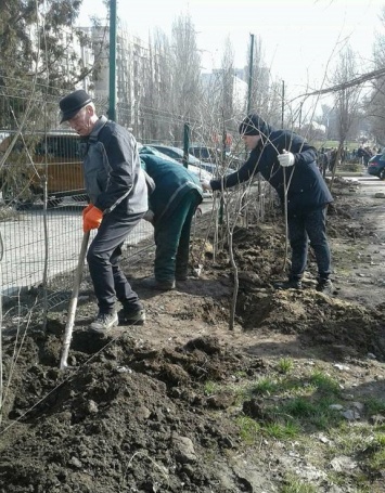 В Одессе стало на 100 кустов сирени больше