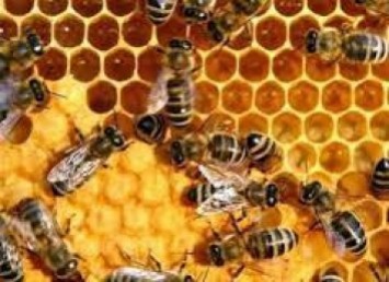 Агрохолдинг "Мрия" запустил первую в Украине интерактивную карту для пчеловодов