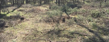 На Херсонщине лесники покрывают браконьеров