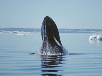 Ученые записали, чем больше всего любят заниматься киты в океанских глубинах