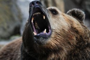 В Индии медведь разорвал отца на глазах у детей - опубликовано видео (18+)