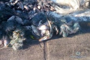 На Киевщине экс-начальника районной рыбинспекции задержали за браконьерство