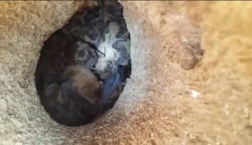 На Днепропетровщине в ходе санитарной обрезки деревьев обнаружили гнездо летучих мышей